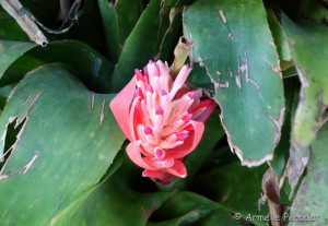 Guadeloupe Août 2015-02786 